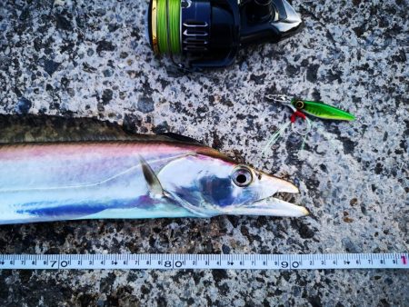 長雨のち太刀魚