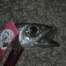 釣りデビュー　21日目