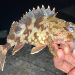 ムツと珍客（魚種不詳）とガシラ