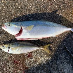 ショアジギ→アジング→仮眠→ショアジギ釣行