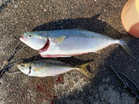 ショアジギ→アジング→仮眠→ショアジギ釣行