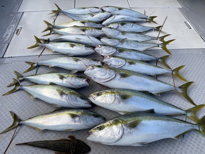 ミタチ丸 釣果