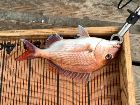 幸吉丸 釣果