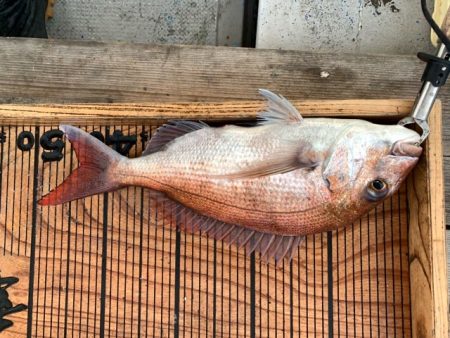 幸吉丸 釣果