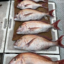 釣船 浦島太郎 釣果