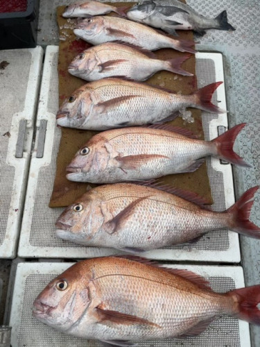 釣船 浦島太郎 釣果