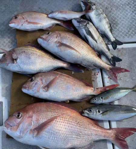 釣船 浦島太郎 釣果