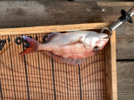 幸吉丸 釣果