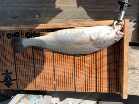 幸吉丸 釣果