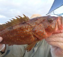 兼六丸 釣果