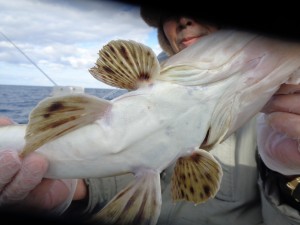 兼六丸 釣果