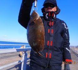 鹿島港魚釣園 釣果