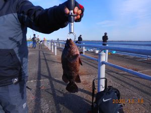 鹿島港魚釣園 釣果