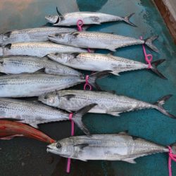 アジアマリンサービス 釣果