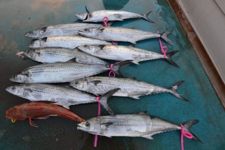 アジアマリンサービス 釣果