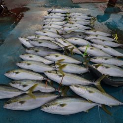 アジアマリンサービス 釣果