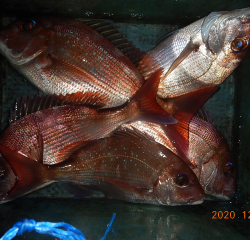 作十丸 釣果