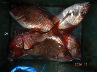 作十丸 釣果