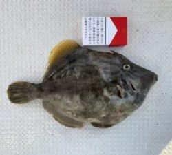 さぶろう丸 釣果