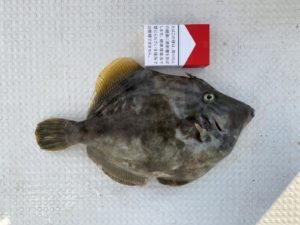 さぶろう丸 釣果