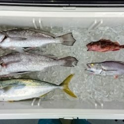 火遠理丸（ほおりまる） 釣果