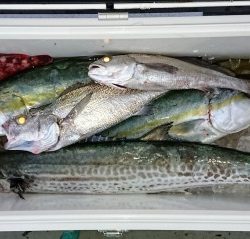 火遠理丸（ほおりまる） 釣果