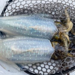 まると屋 釣果