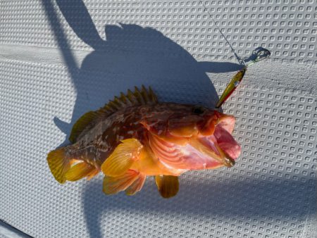 まると屋 釣果