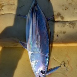 小海途 釣果