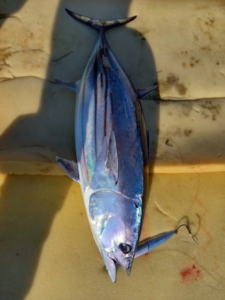 小海途 釣果