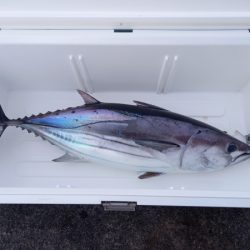 小海途 釣果