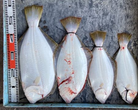 明神釣船 釣果