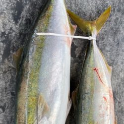 明神釣船 釣果