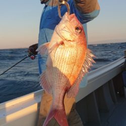 だて丸 釣果