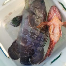 進誠丸 釣果