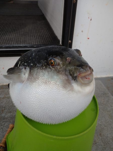 ありもと丸 釣果