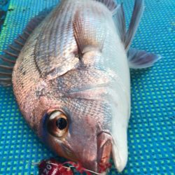 太平丸 釣果