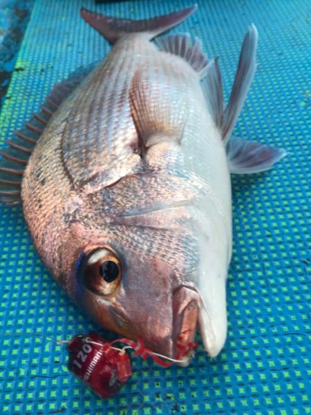 太平丸 釣果