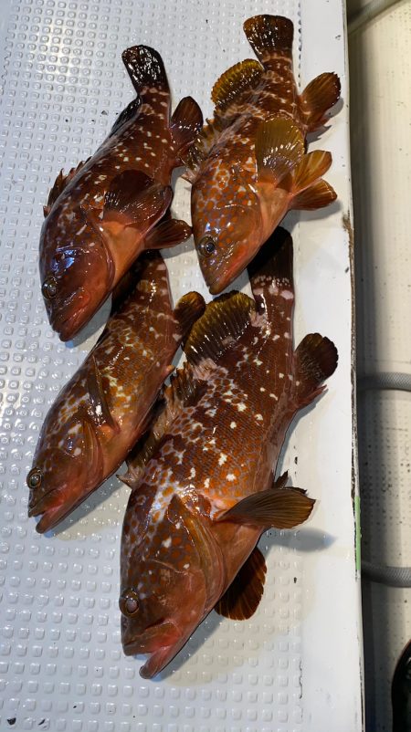 釣人家 釣果