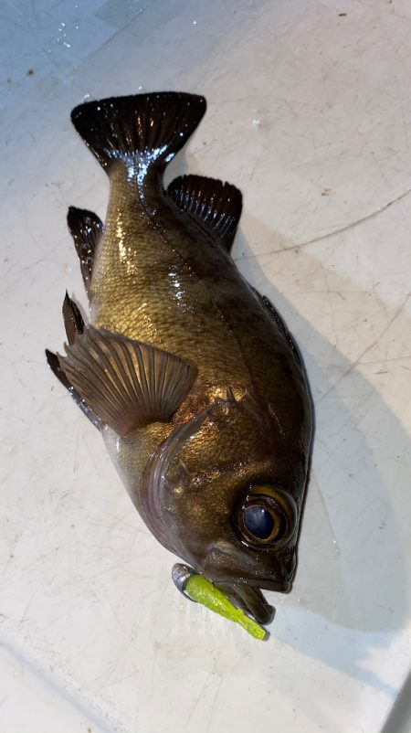 釣人家 釣果