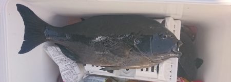 しば渡船 釣果