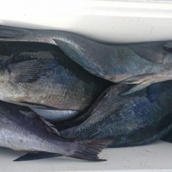 しば渡船 釣果