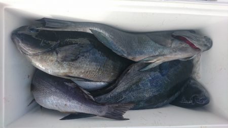 しば渡船 釣果