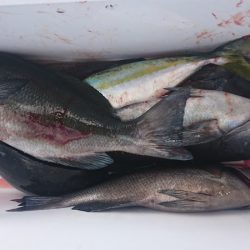 しば渡船 釣果