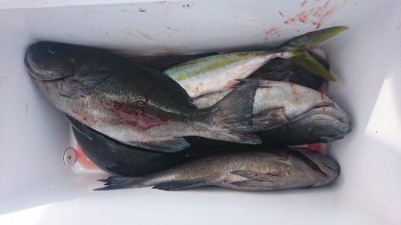 しば渡船 釣果