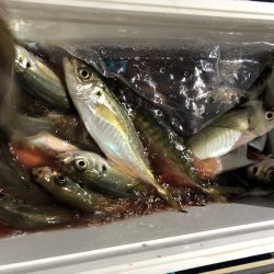 ヤザワ渡船 釣果