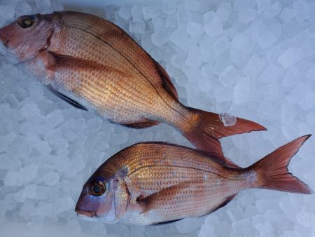 富士丸 釣果