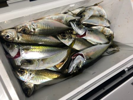 ヤザワ渡船 釣果