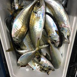 ヤザワ渡船 釣果