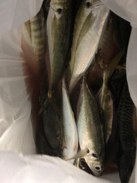 ヤザワ渡船 釣果